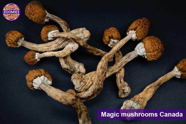 Storing Magic Mushrooms: Best Practices for Longevity and Potency