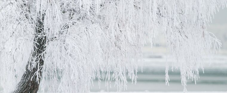 Trees that Struggle in the Canadian Winter