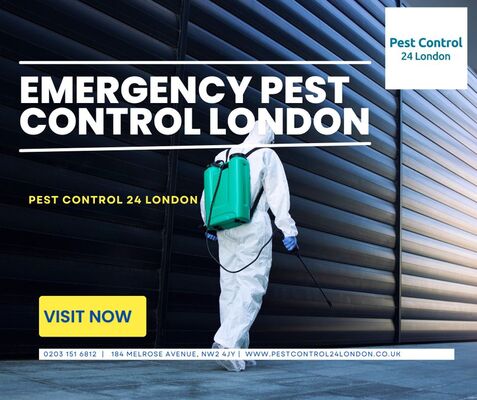 Getting Rid of Pest Infestations in London is Fast and Easy