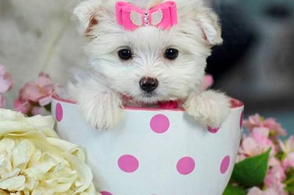 Know about the teacup puppies and why you should get one