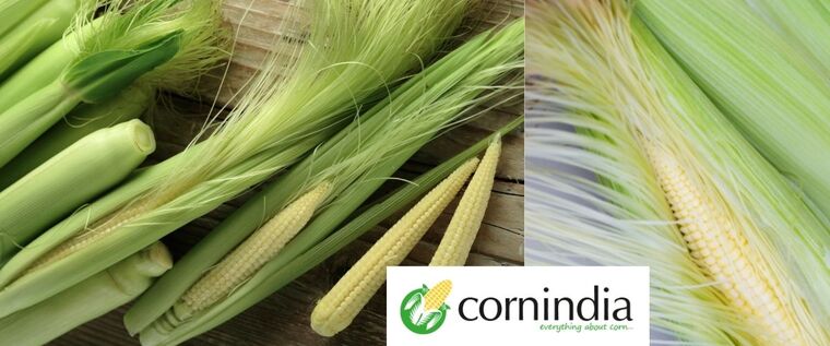 Corn-India - Your one stop destination for Babycorn, Sweetcorn, & Popcorn.