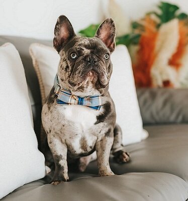 Get a Cheap French Bulldog Puppy