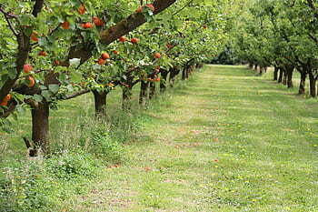 15 Tips For Keeping Your Trees Healthy