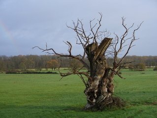 12 Signs Of A Dead Or Dying Tree