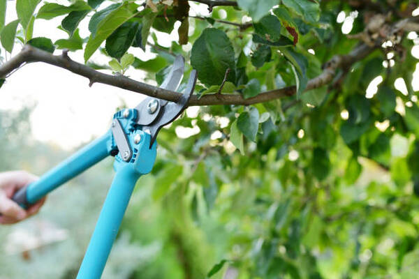 12 Reasons Why Tree Pruning Is Important