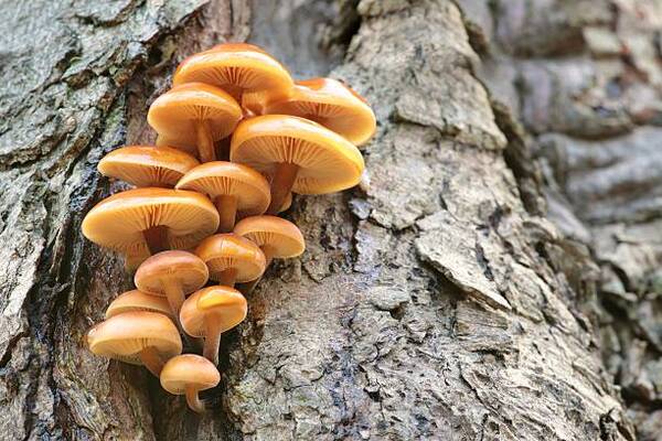 12 Tree-based Fungi You Should Avoid