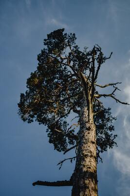 8 Common Tree Diseases and How To Cure Them