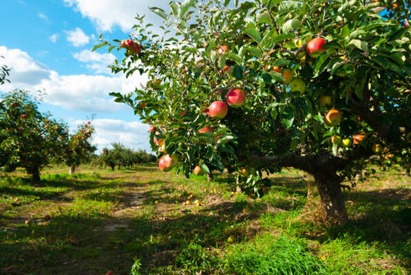 9 Fruit Trees You Must Not Plant In Your Yard