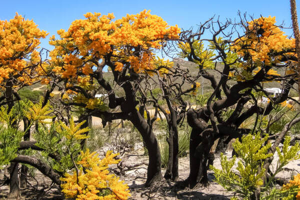 8 Australian Trees That Are Low Maintenance