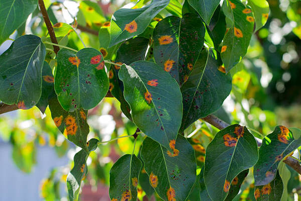 12 Signs To Know If Your Trees Are Sick