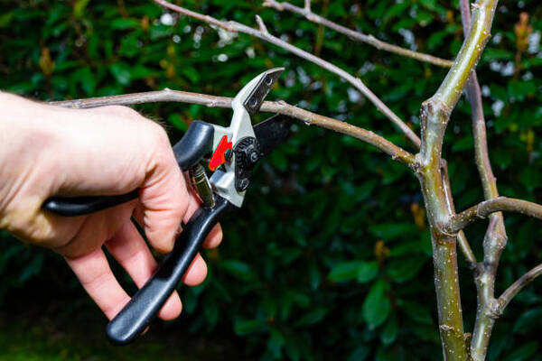 Top 10 Mistakes When Pruning Trees