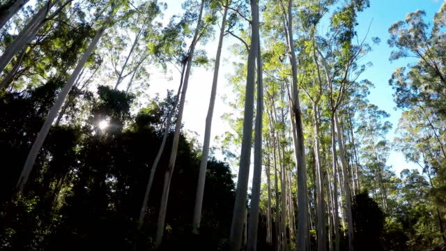 The Top 10 Thirstiest Trees in Australia