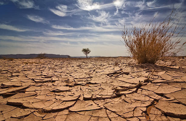 9 Things That Happen To Trees During A Drought