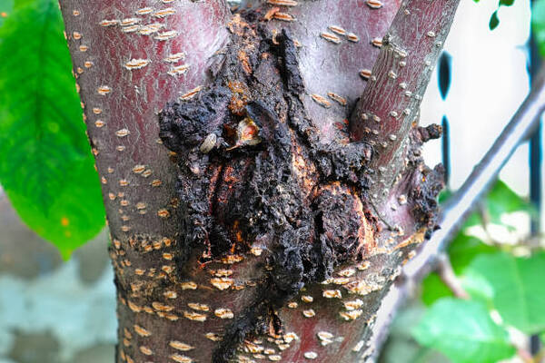 12 Ways To Keep Your Trees Free From Diseases