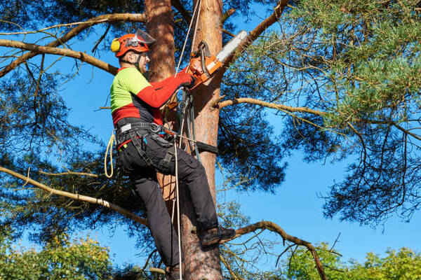 12 Services That Will Enhance The Quality Of Your Trees