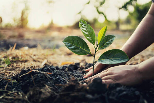 12 Tips To Effectively Plant A Tree In Australia