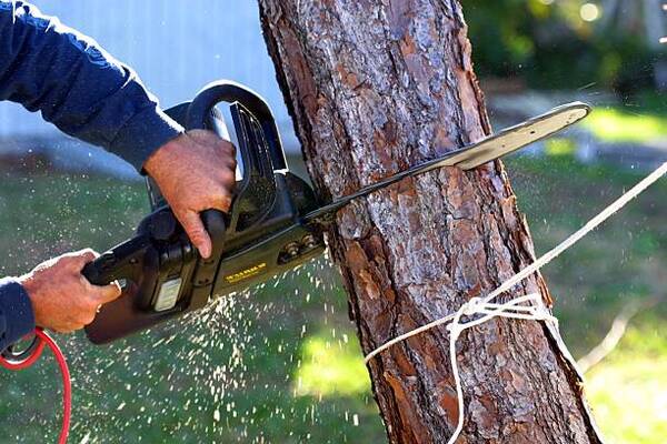 12 Common Hazards Of Tree Trimming