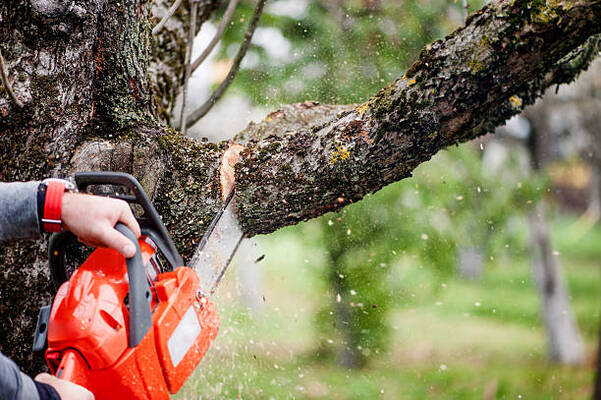 12 Health Benefits Of Tree Trimming