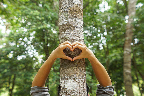 9 Ways You Can Save A Damaged Tree