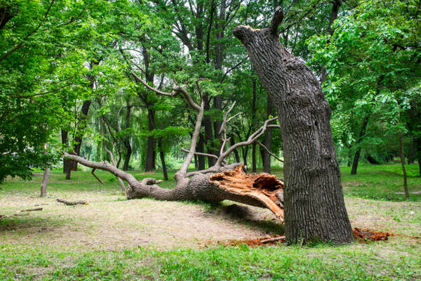 9 Things That Happen To A Tree After Removal