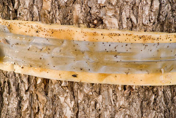 12 Common Tree Diseases In Australia