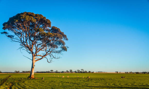 Top 15 Interesting Facts About Australian Trees