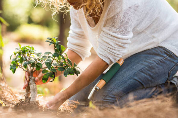 12 Tips To Properly Care For A Newly Planted Tree