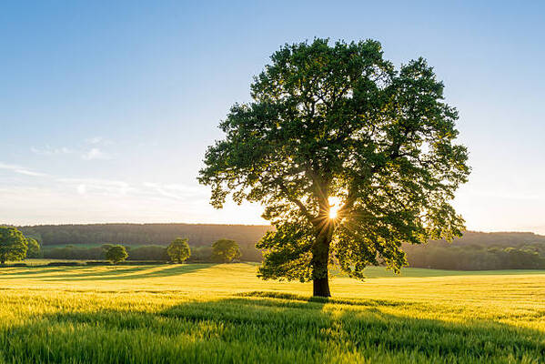 9 Tree Care Terms You Should Know