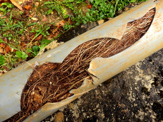 12 Signs Your Plumbing Has Root Intrusion