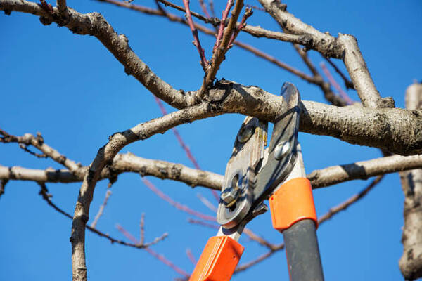 10 Hazards Of DIY Tree Pruning