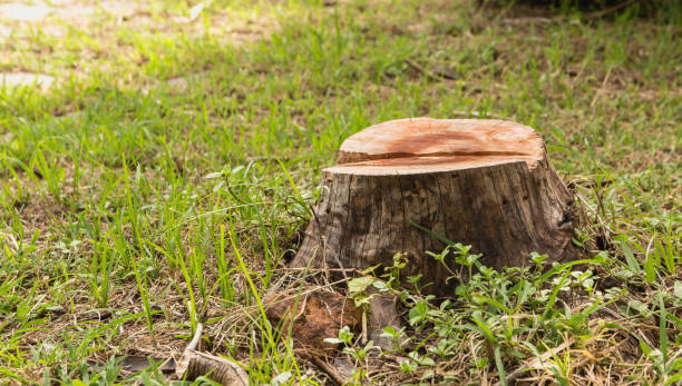 What Is Best For Your Trees: Stump Removal Or Stump Grinding?