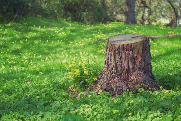 9 Reasons To Remove Old Tree Stumps From Your Yard