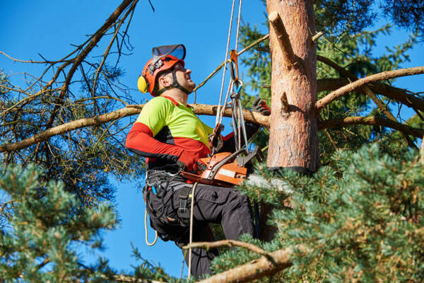 What Services Do Arborists Provide Australian Homeowners?