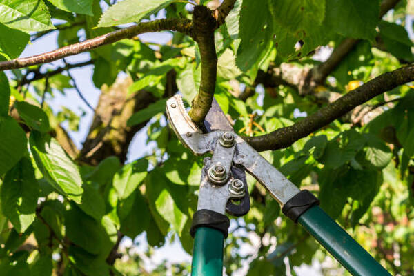 10 Benefits Of Pruning Your Trees During Summer