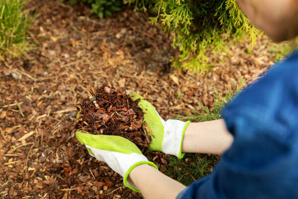 12 Significant Benefits Of Using Mulch In Your Garden