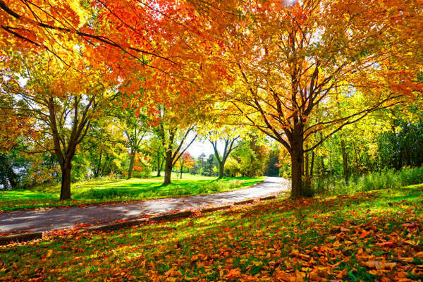 12 Tips To Prepare Your Trees For Autumn