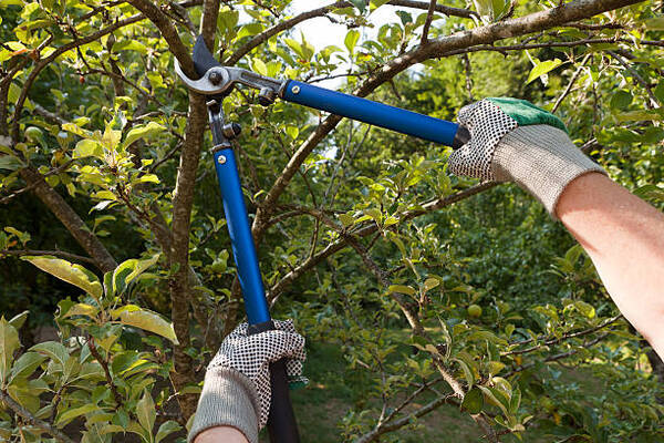 12 Benefits Of Pruning Your Trees During Summer