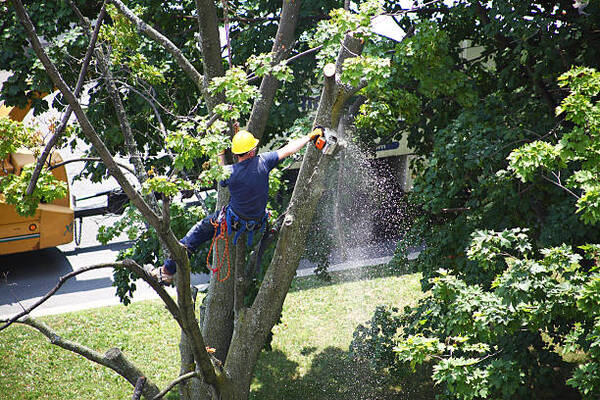 12 Australian Trees That Are High Maintenance