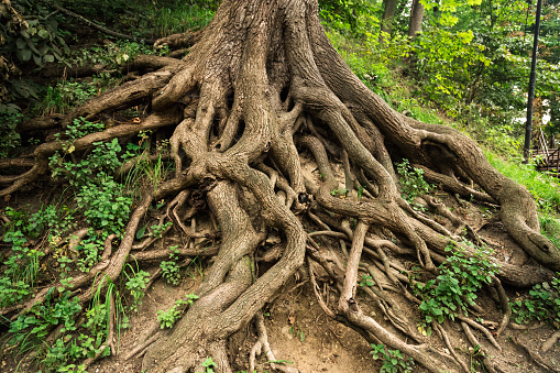 8 Reasons Why Tree Roots Must Not Be Pruned