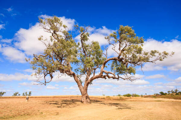 12 Amazing Facts About Australia's Trees