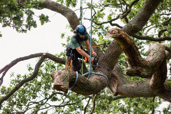 10 Significant Differences Between Landscapers and Arborists