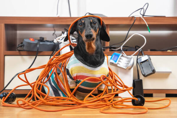 12 Ways To Protect Your Pets From Electrical Hazards