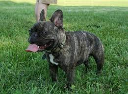 Tips to Help You Choose the Best French Bulldog Breeder